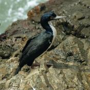 Guanay Cormorant